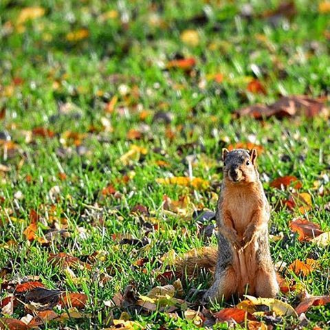 DOG ON GRASS