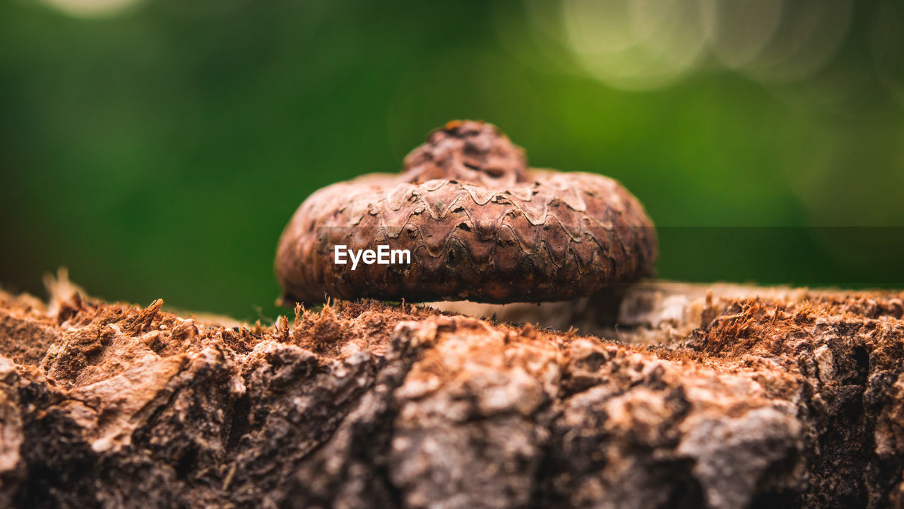 Close-up of acorn top on tree trunk