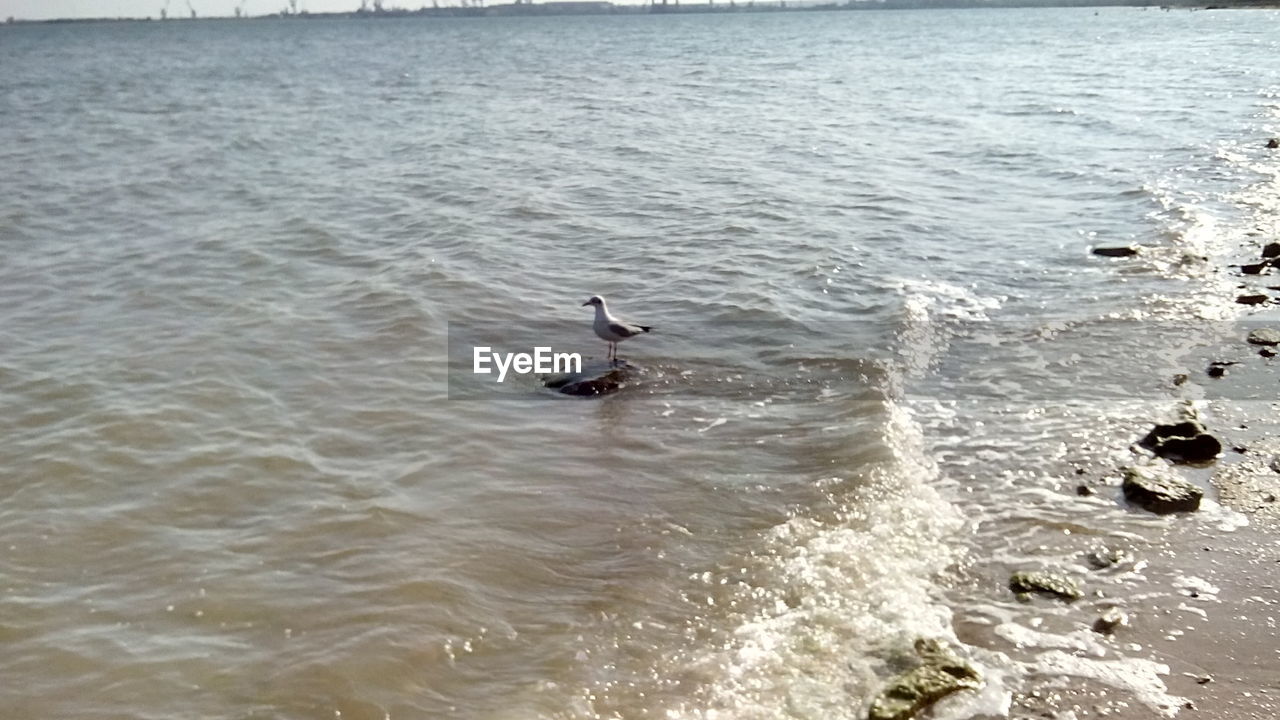 HIGH ANGLE VIEW OF MAN DIVING IN SEA