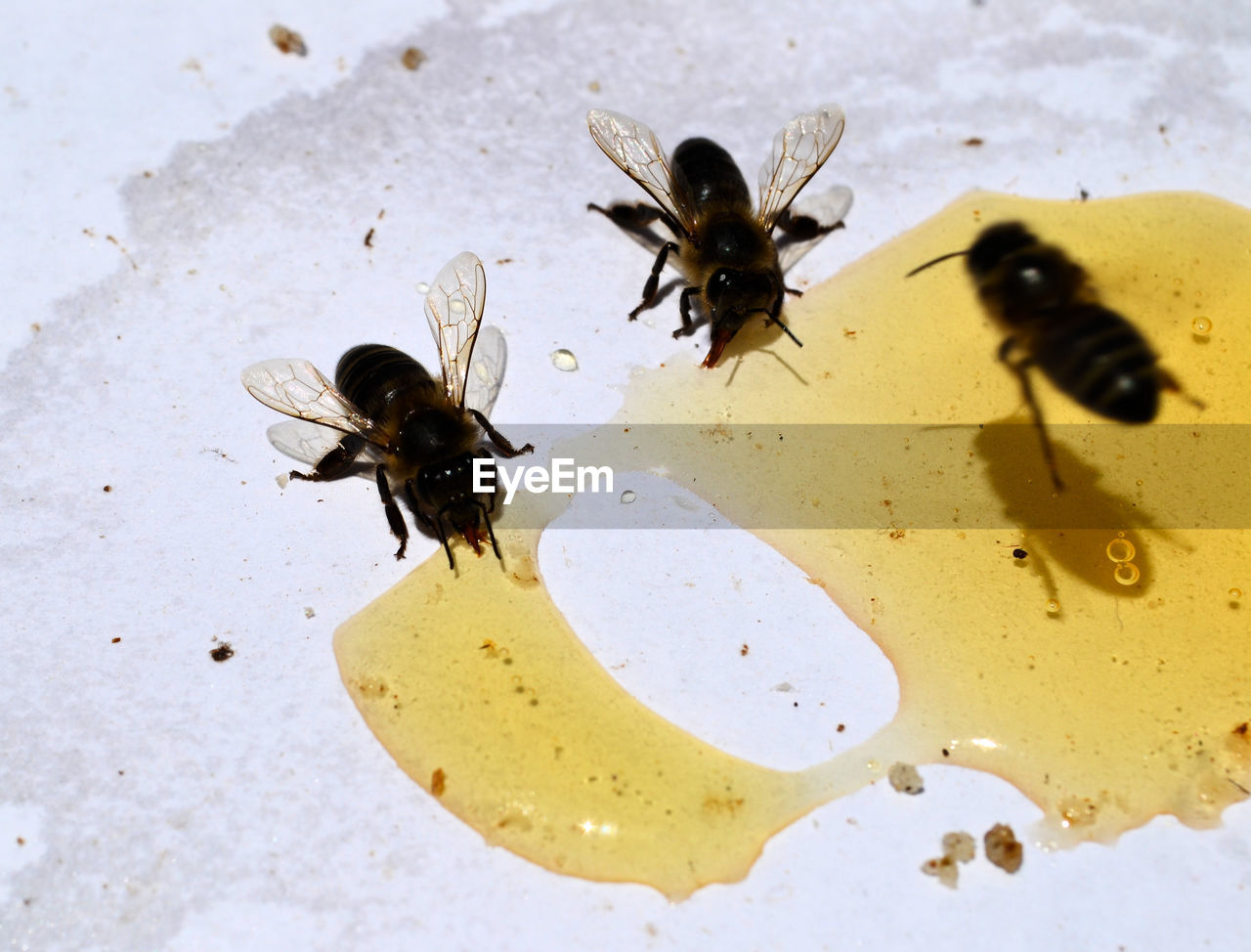 CLOSE-UP OF HOUSEFLY