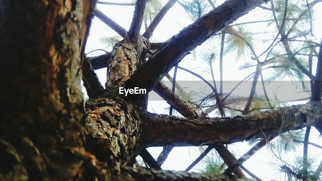 Low angle view of tree trunk