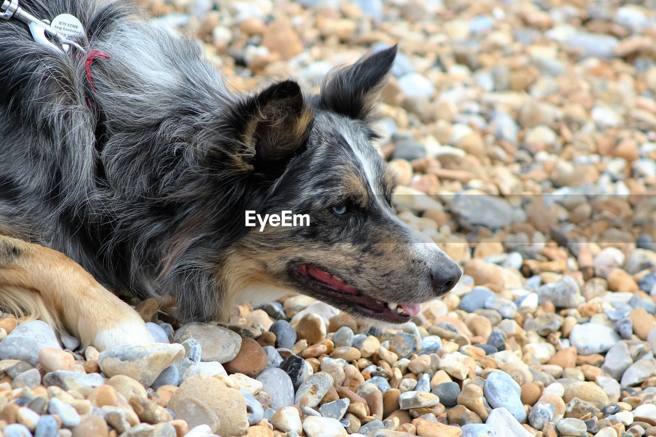 Dog lying on the beach ready to pounce