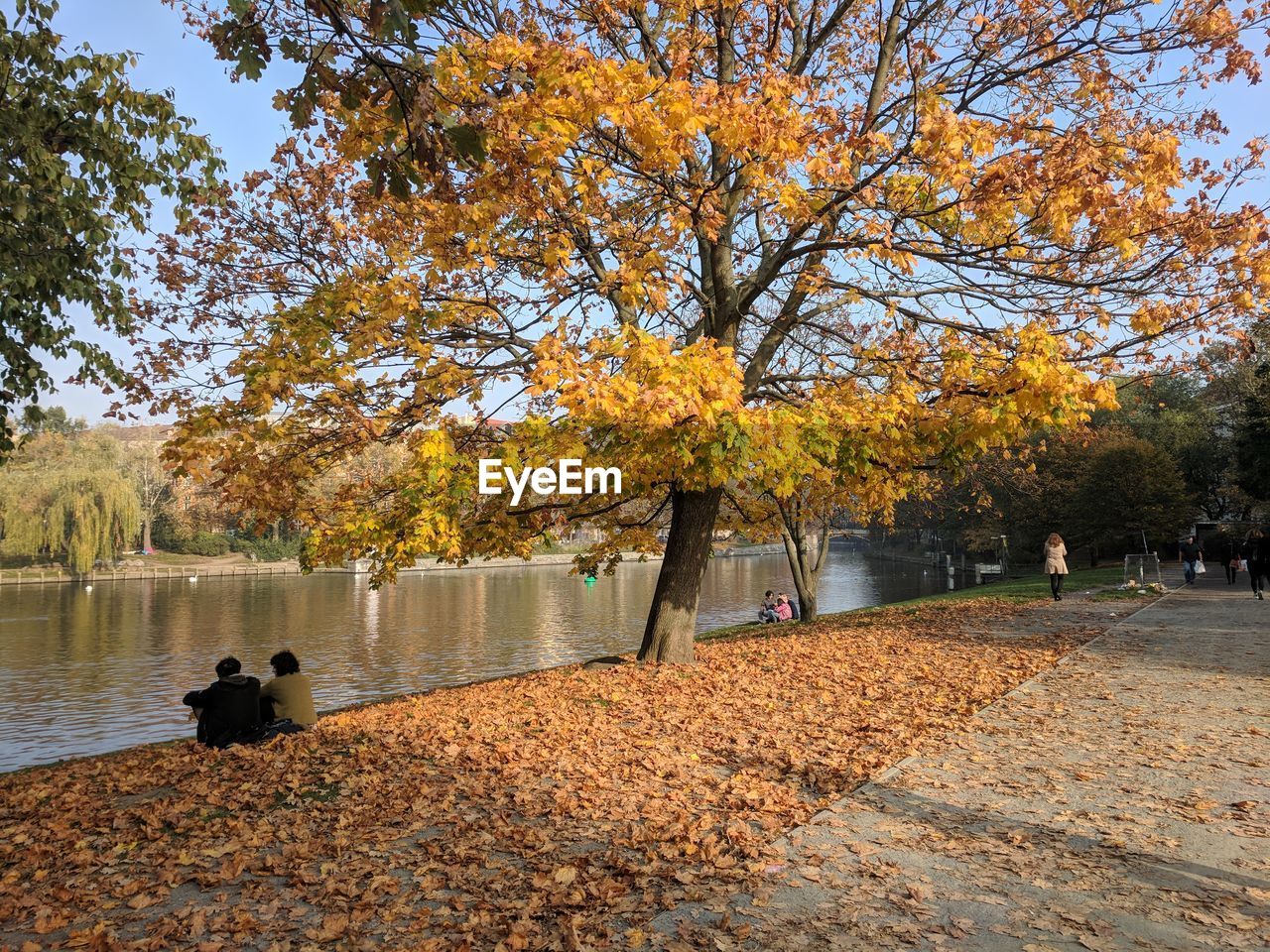 TREES BY LAKE AT PARK DURING AUTUMN