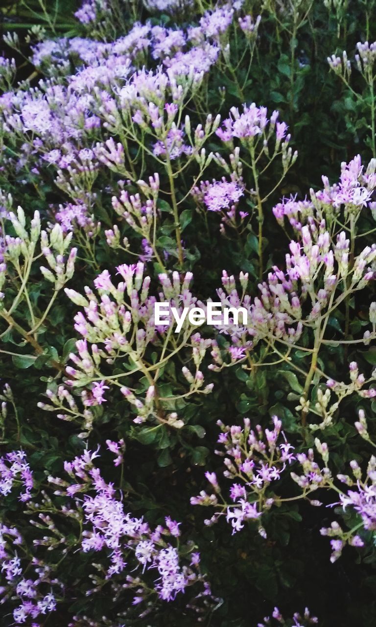 CLOSE-UP OF PURPLE FLOWERS BLOOMING OUTDOORS