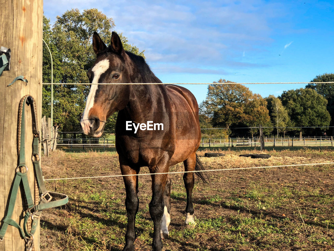 HORSE STANDING IN RANCH