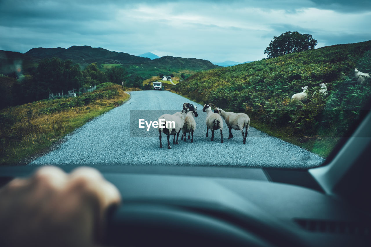Sheep on road seen through car windshield