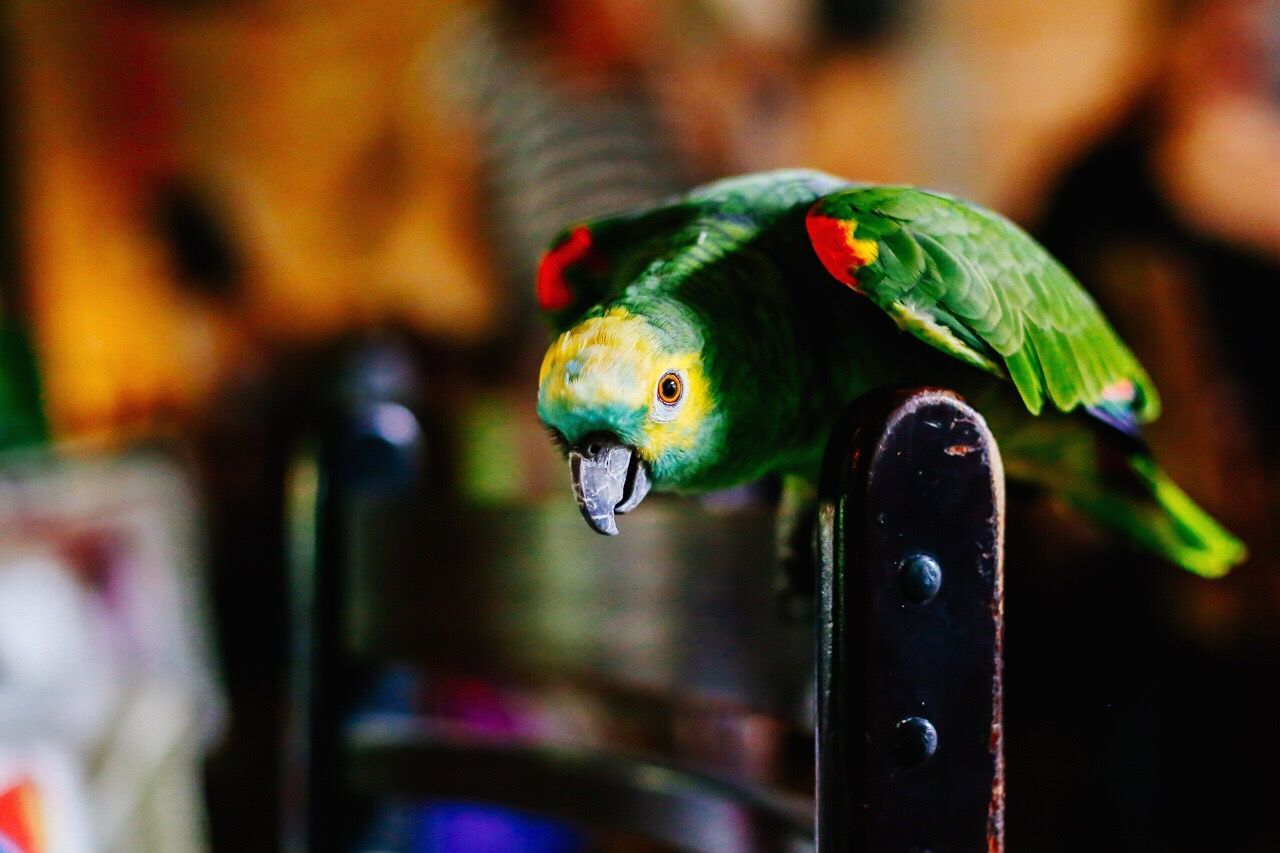 Close-up of parrot perching on chair