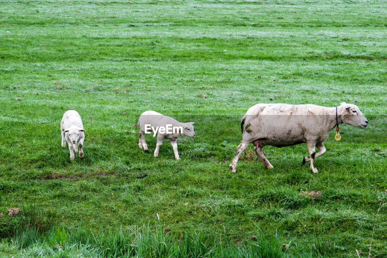 SHEEP IN FIELD