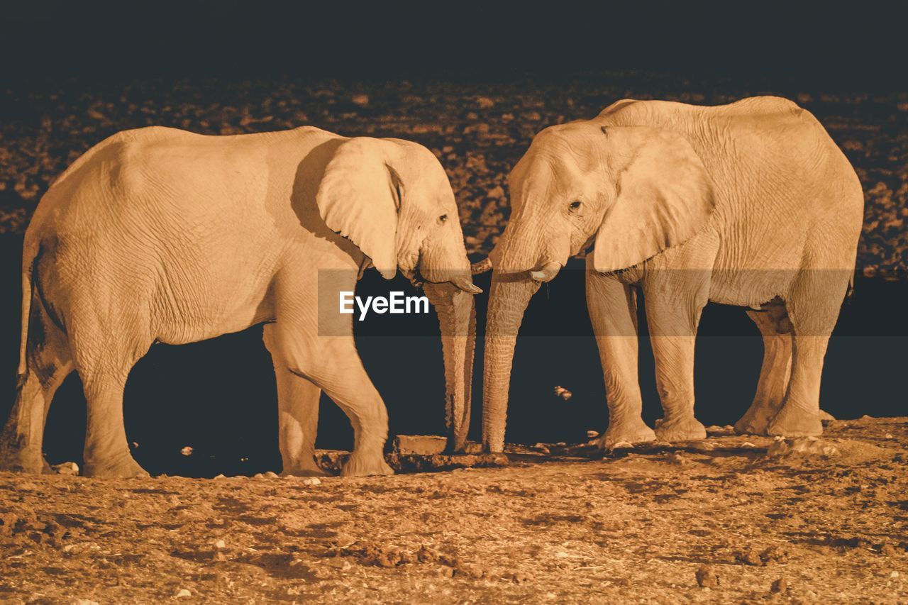 Elephants standing on land