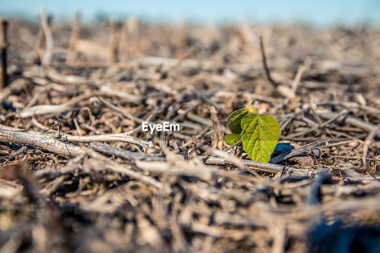 Close-up of dry plant on field