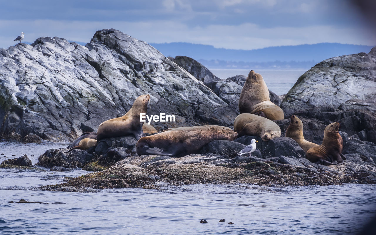 Sea lions relaxing on rock by sea against sky
