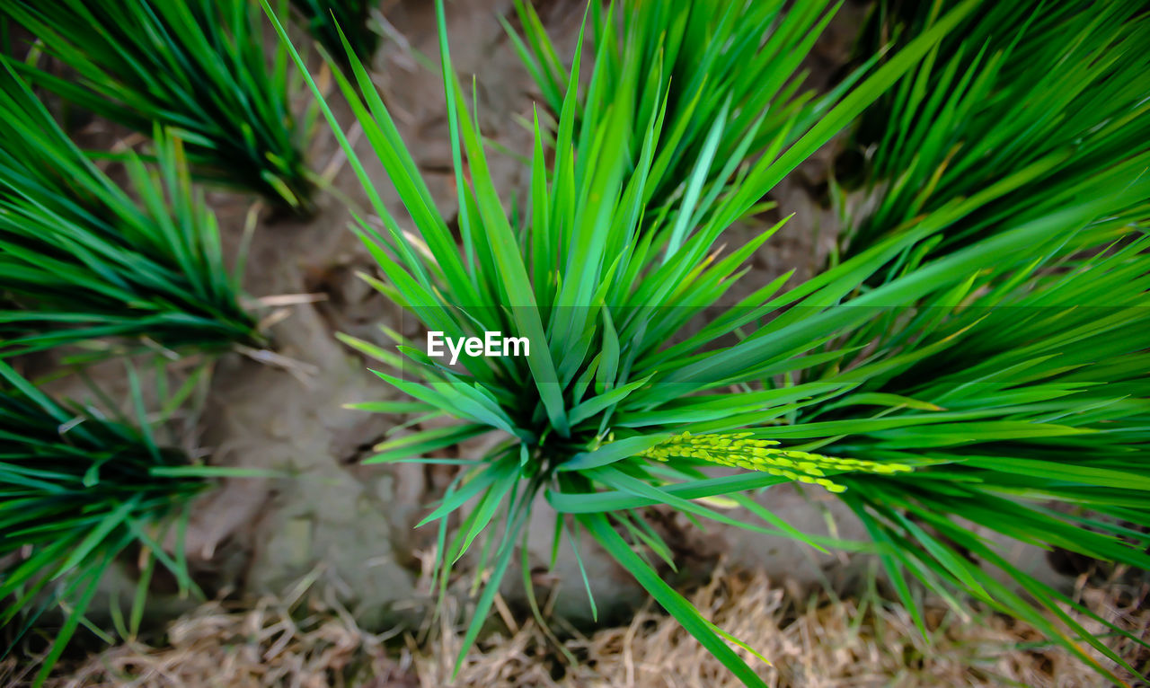 High angle view of paddy on field