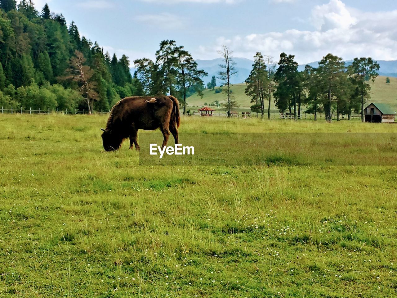 HORSES IN THE FIELD