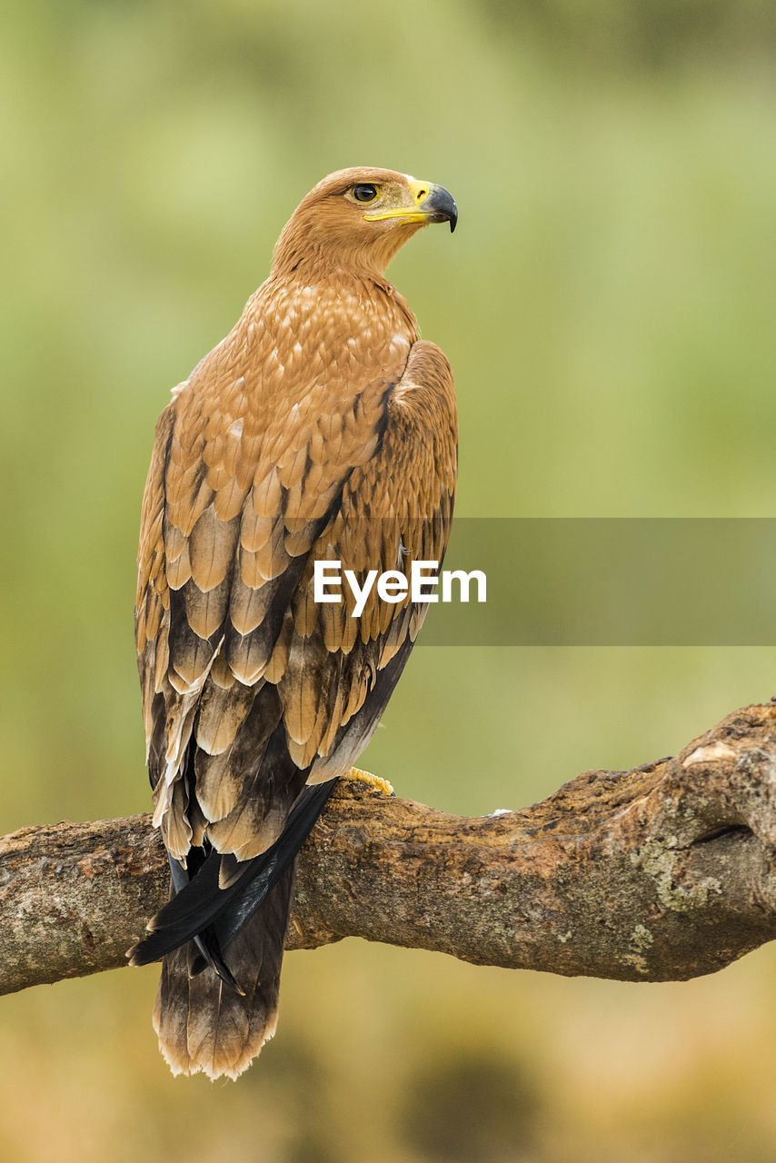 Close-up of golden eagle perching on branch