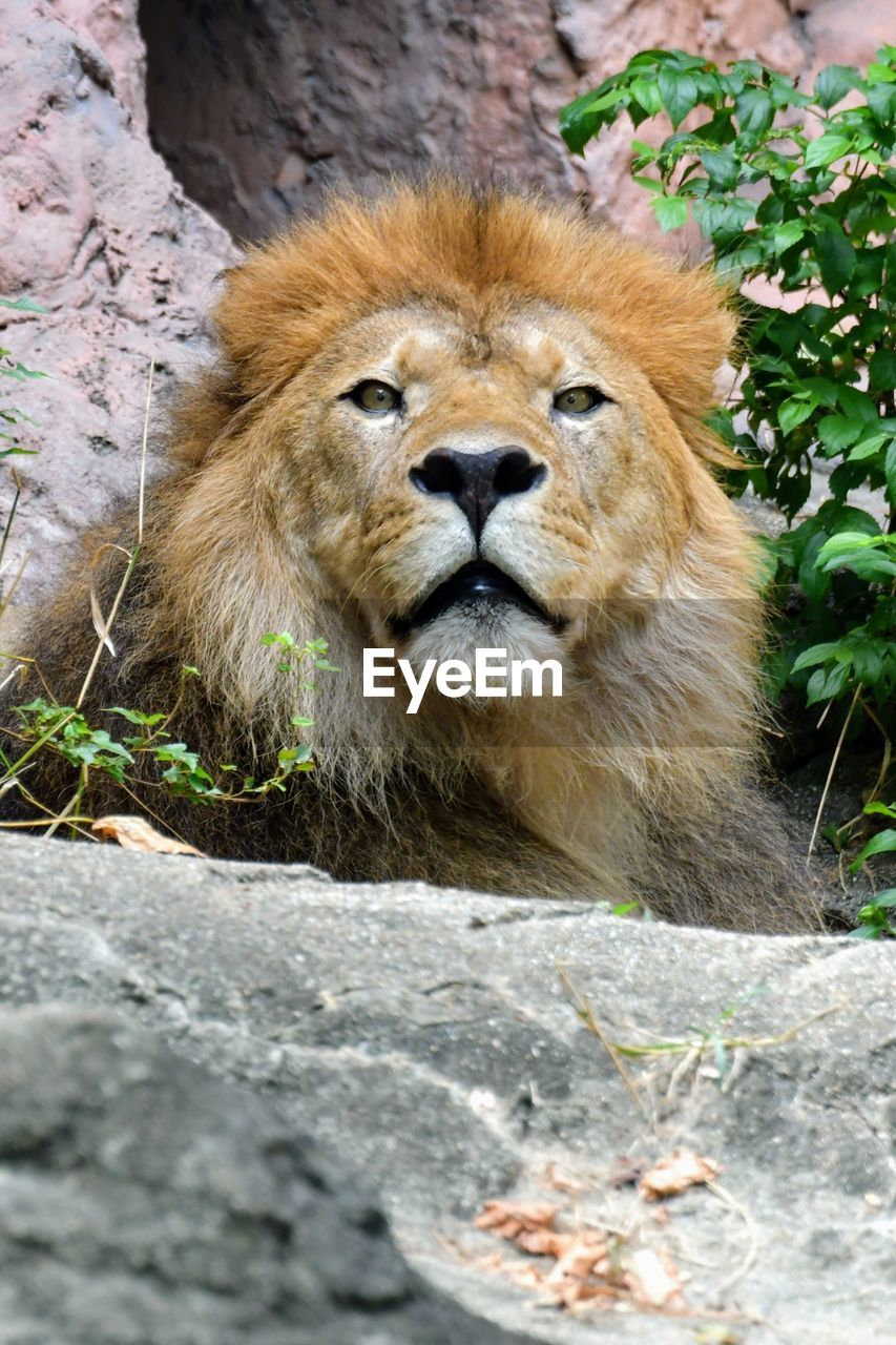 Portrait of a lion in zoo