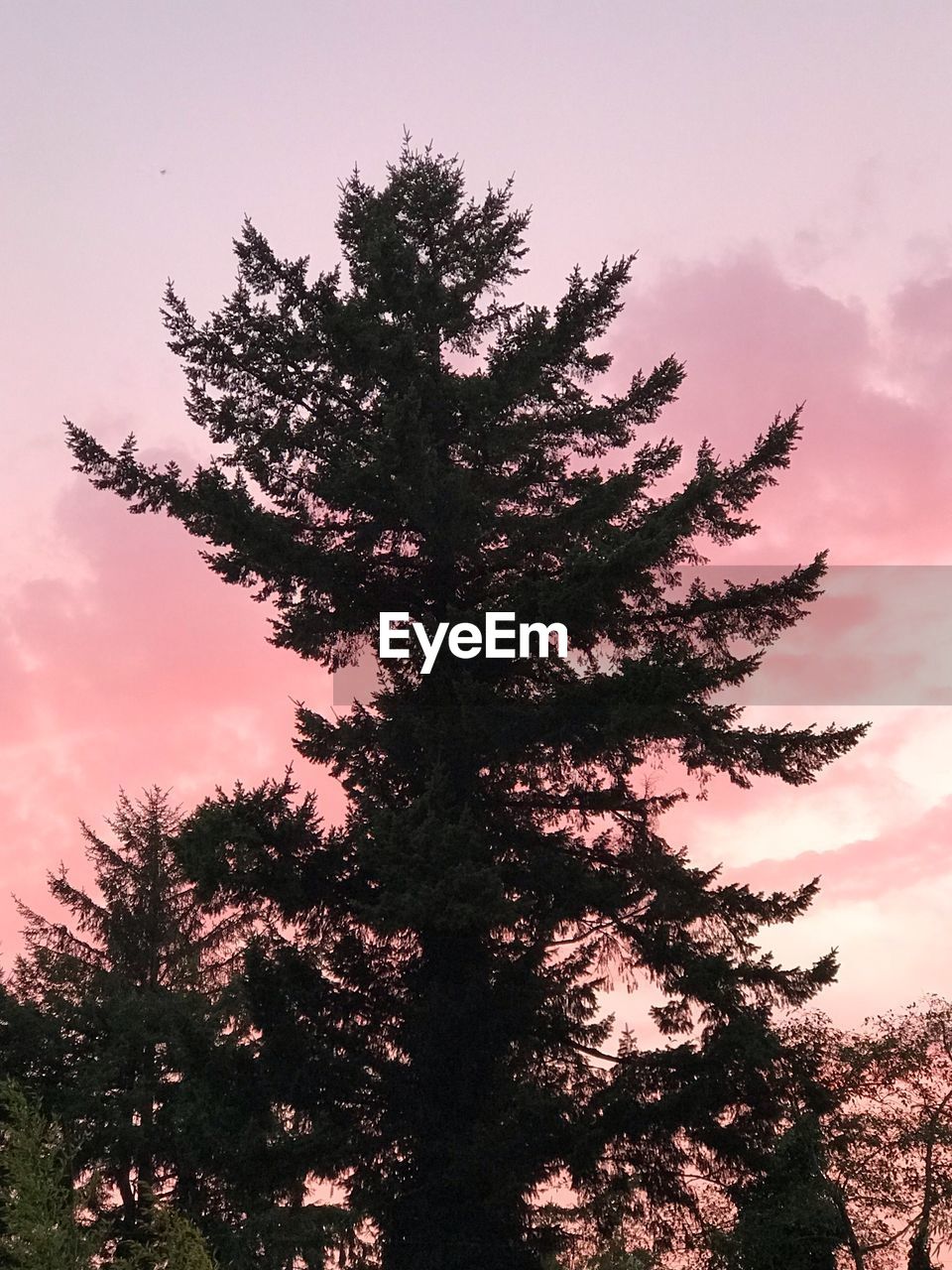 LOW ANGLE VIEW OF TREE AGAINST SKY