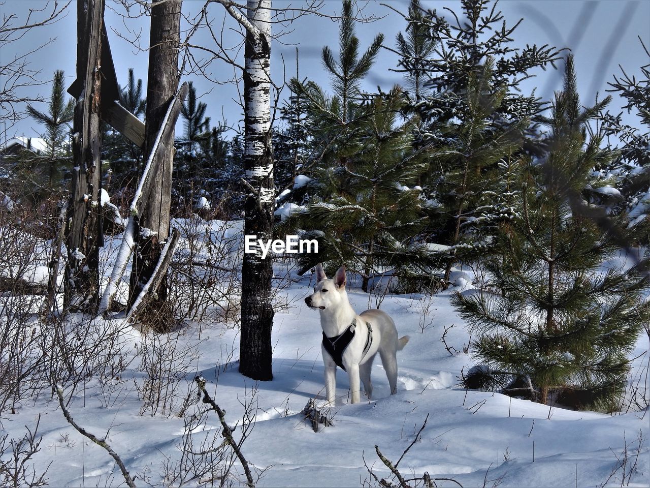 Dog on snow covered landscape