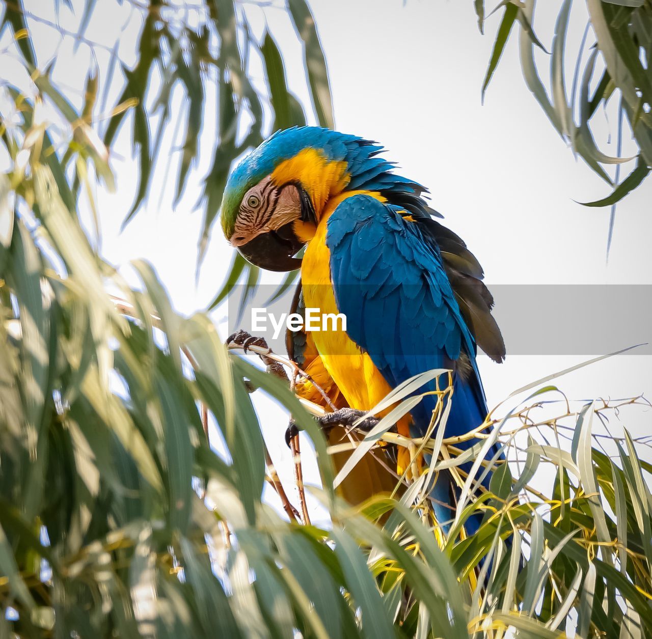 Low angle view of  blue-and-yellow macaw sitting in a tree with green leaves, head down