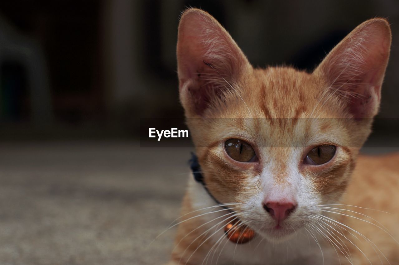 Close-up portrait of a cat