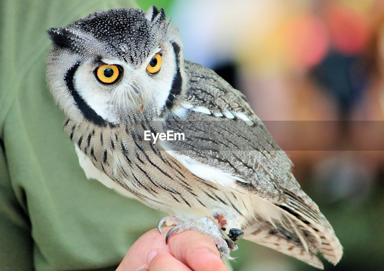 Close-up of owl perching on person hand