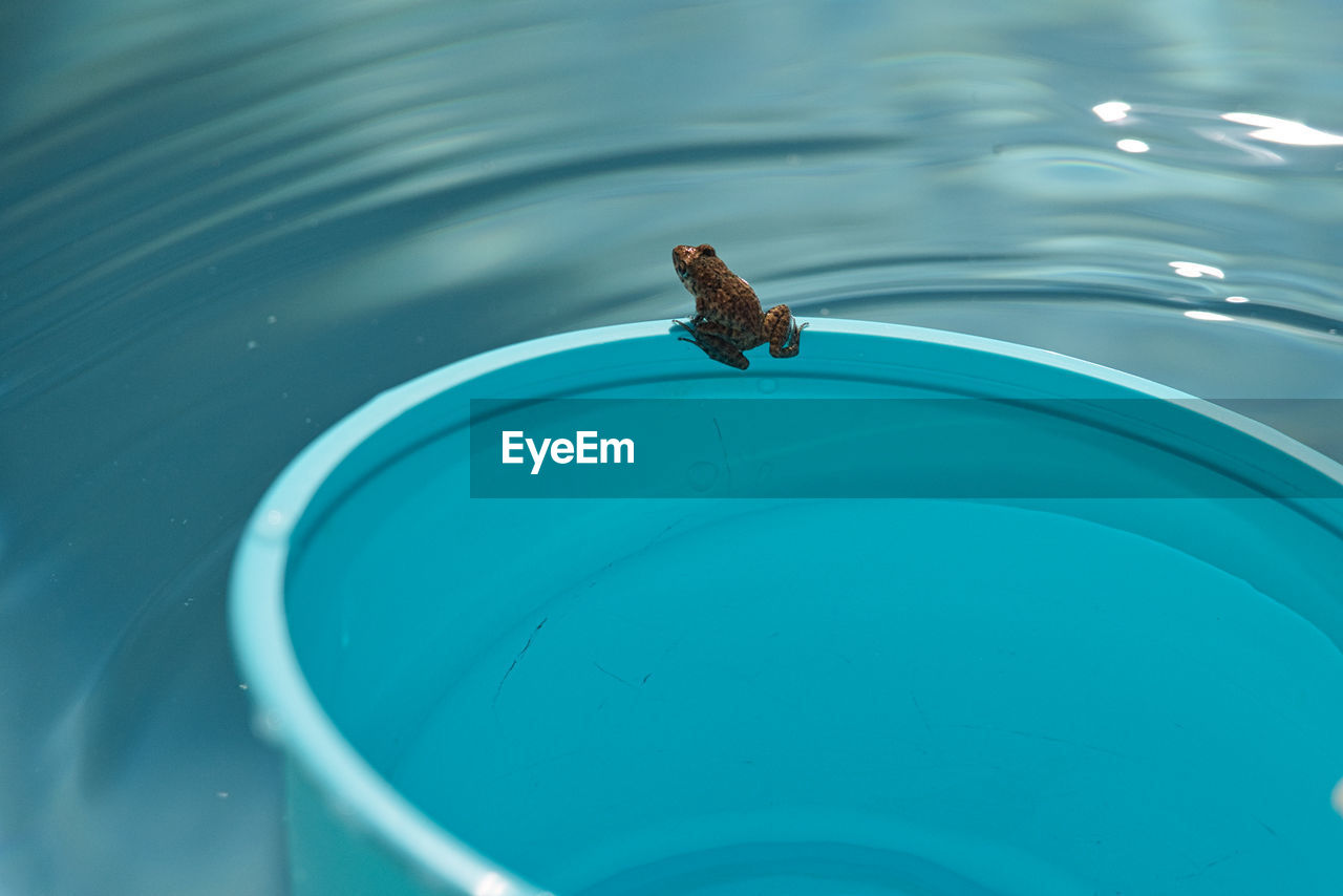 HIGH ANGLE VIEW OF AN ANIMAL SWIMMING IN POOL