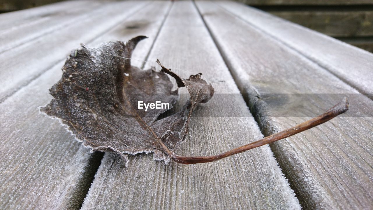 CLOSE-UP OF TURTLE ON WOOD