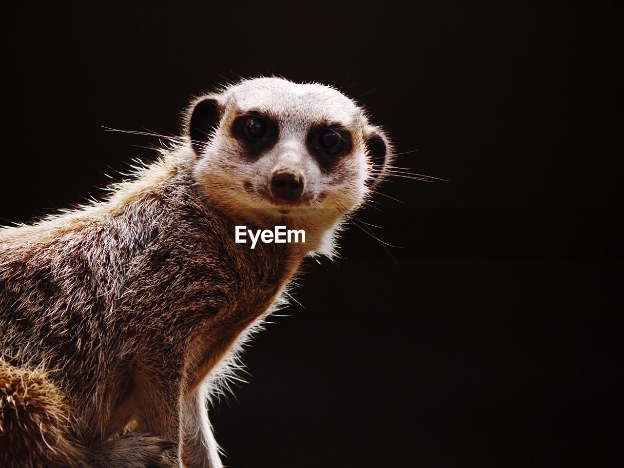 Close-up portrait of a meerkat over black background