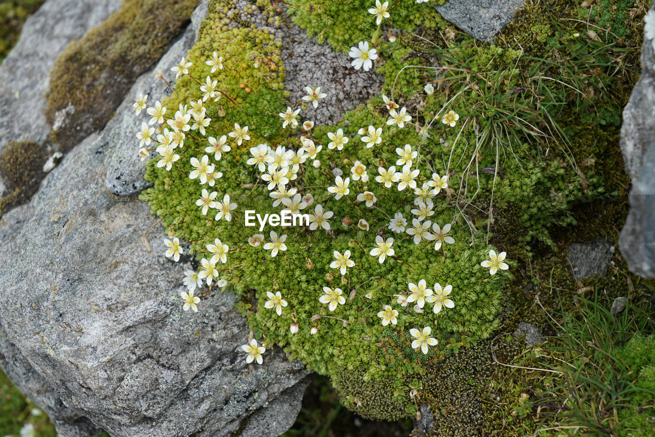 High angle view of flowering plant growing on rock