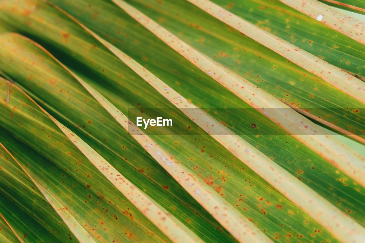 CLOSE-UP OF FRESH GREEN LEAVES