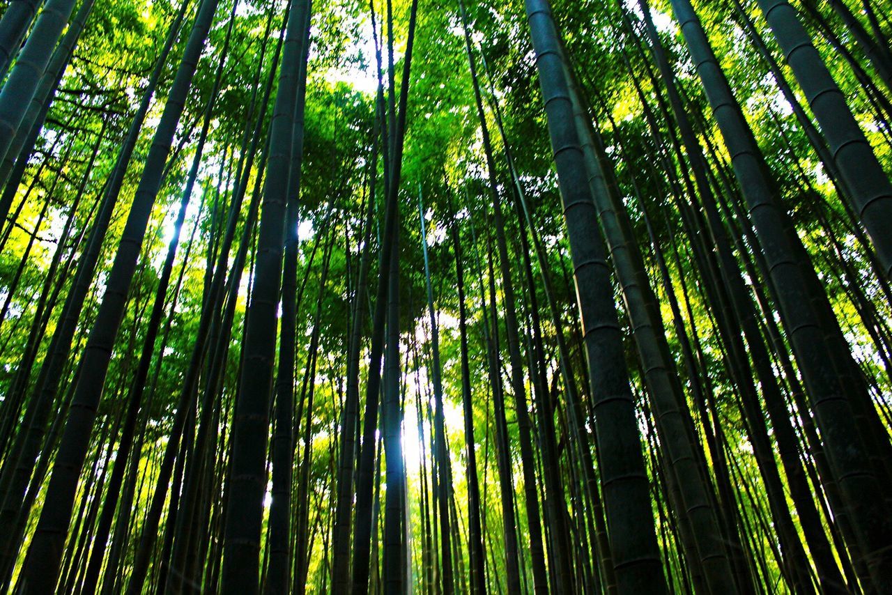 LOW ANGLE VIEW OF BAMBOO TREES