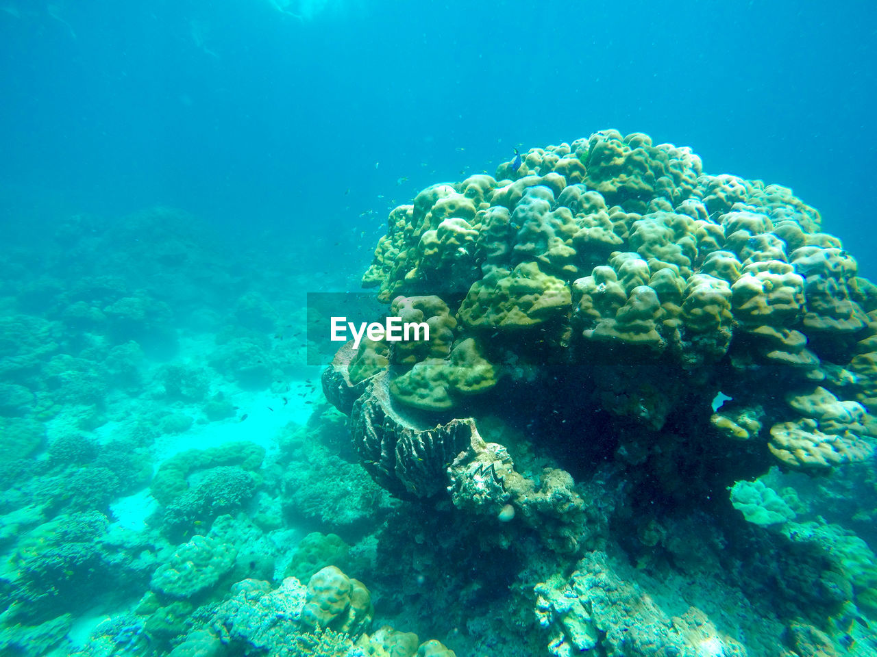 CLOSE-UP OF CORAL ON SEA