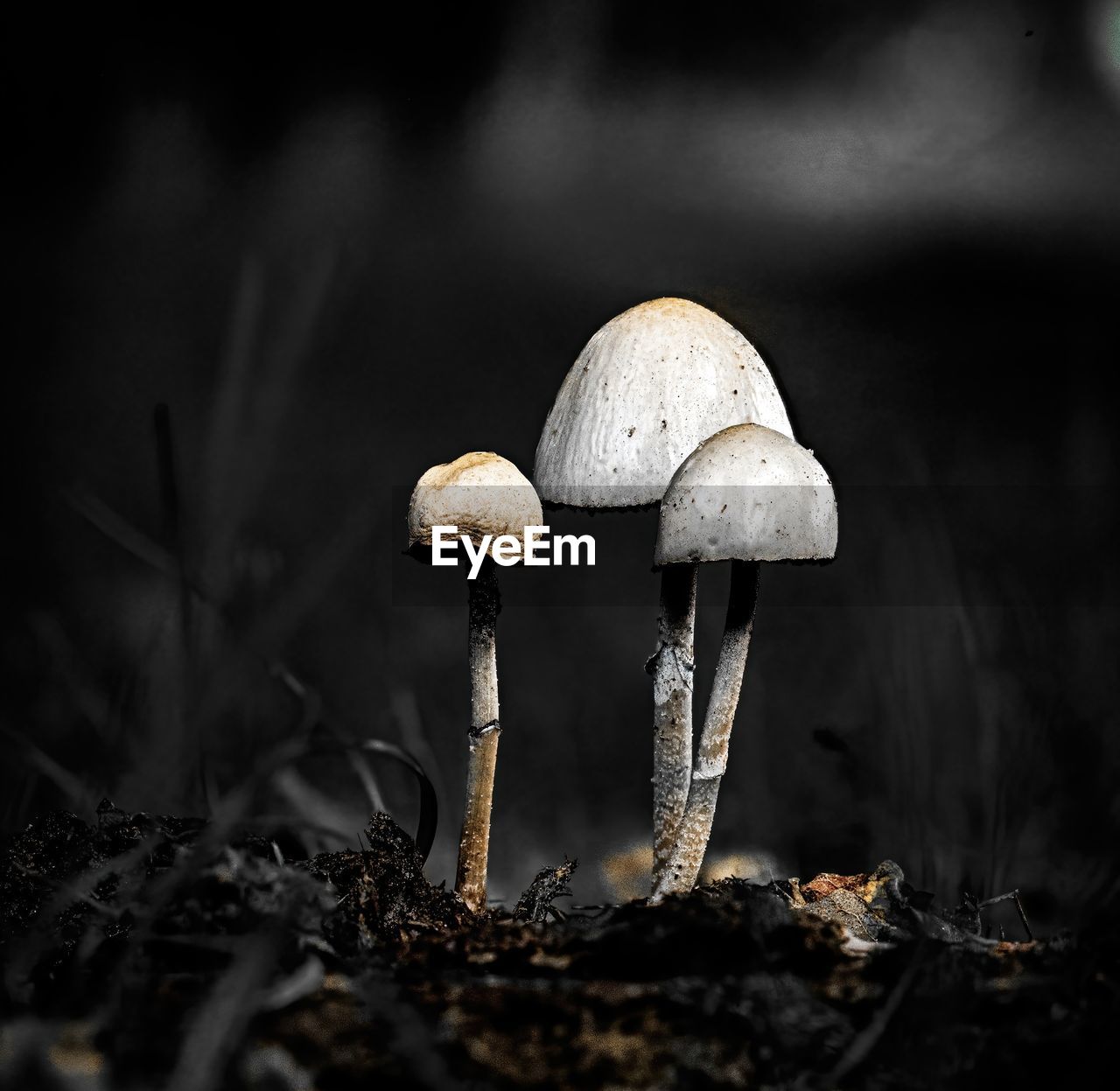 close-up of mushrooms growing on field