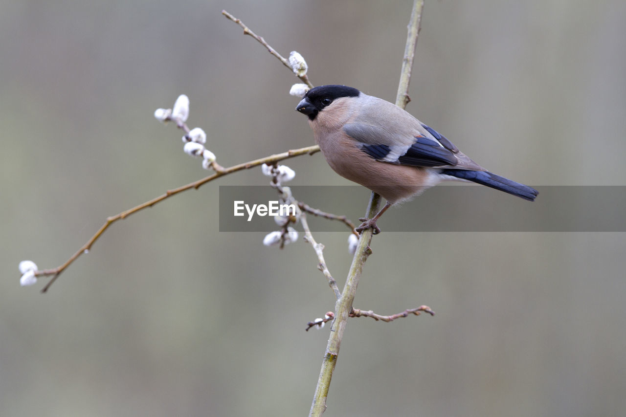 BIRD PERCHING ON BRANCH