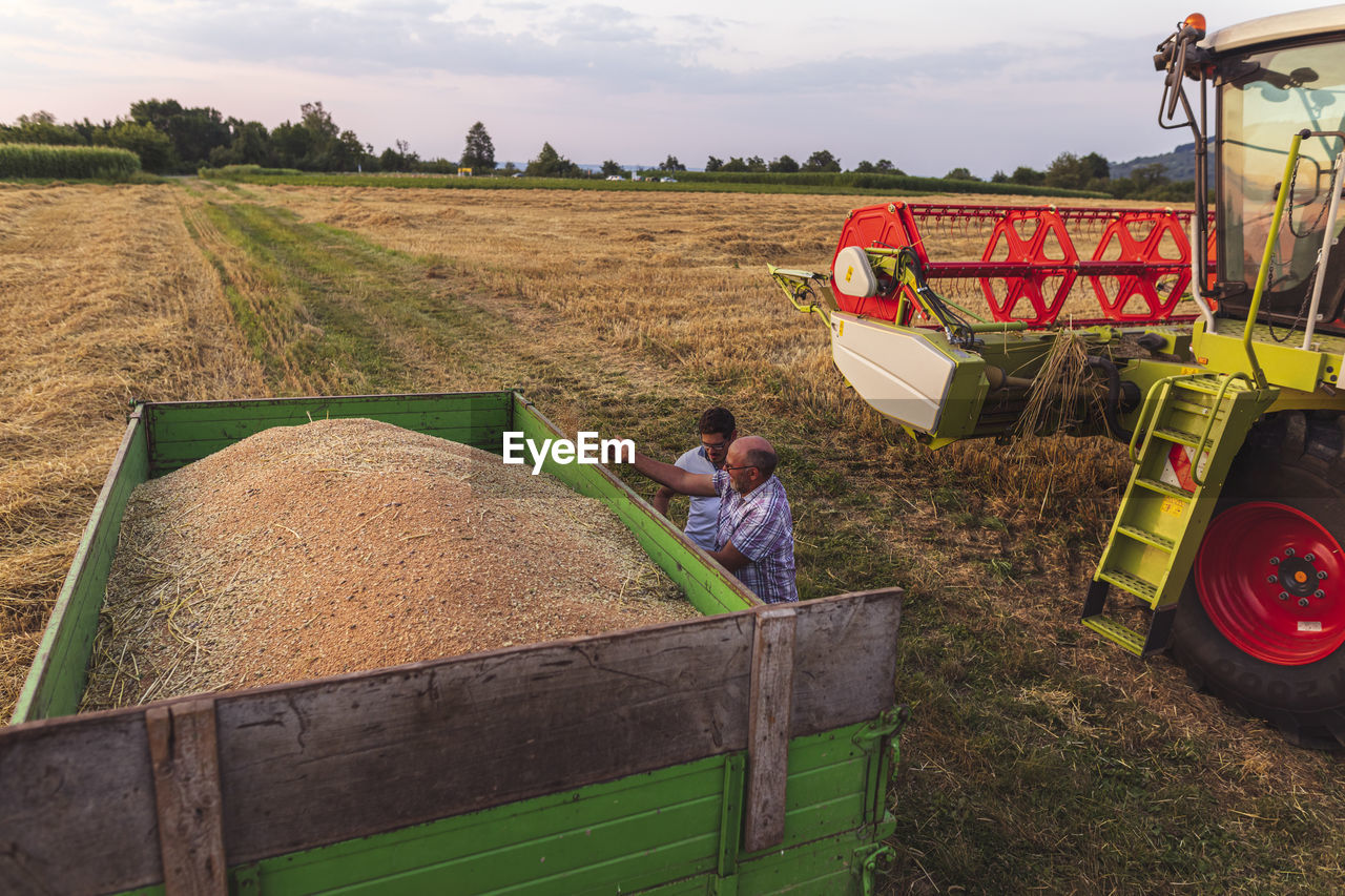 Organic farming, wheat field, harvest, combine harvester in the evening