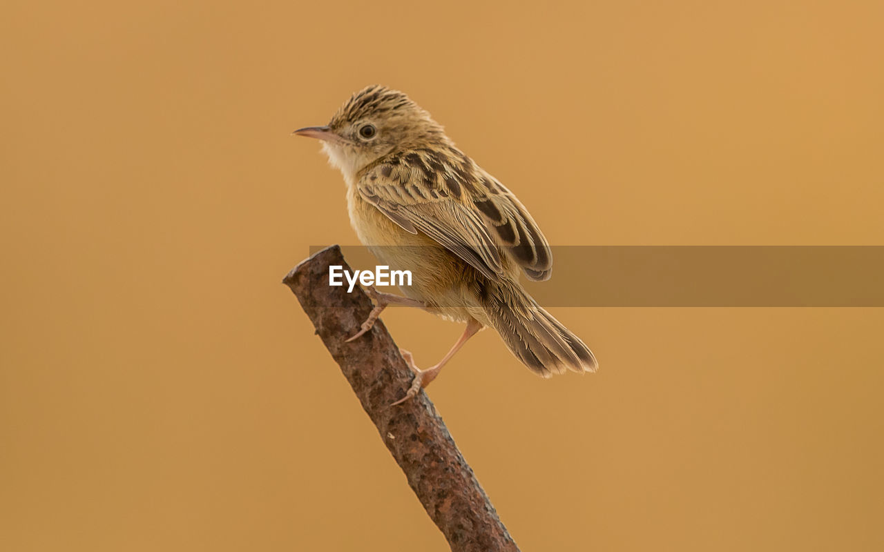 CLOSE-UP OF BIRD PERCHING ON BRANCH