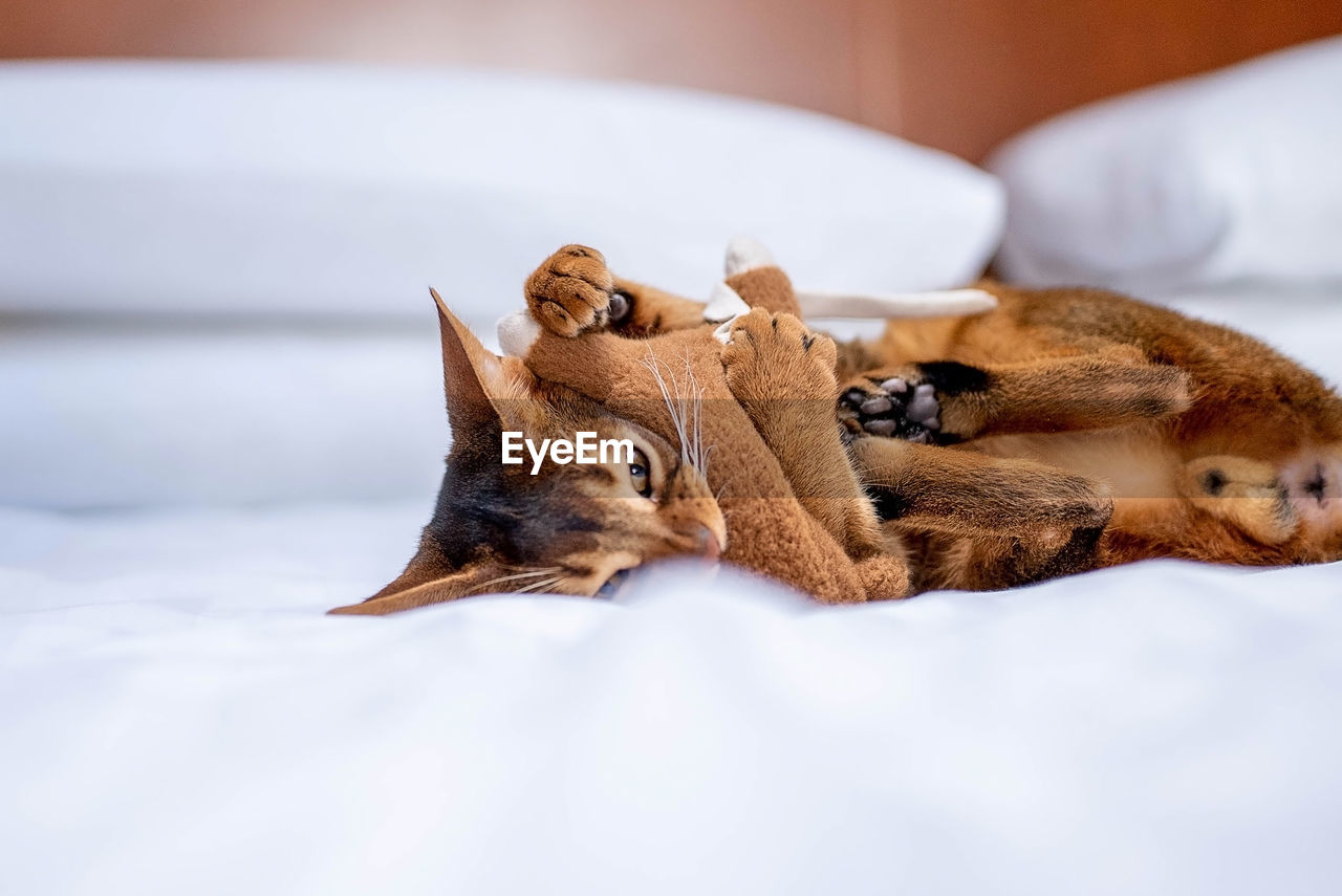 Cute abyssinian cat playing with a toy in a hotel room.