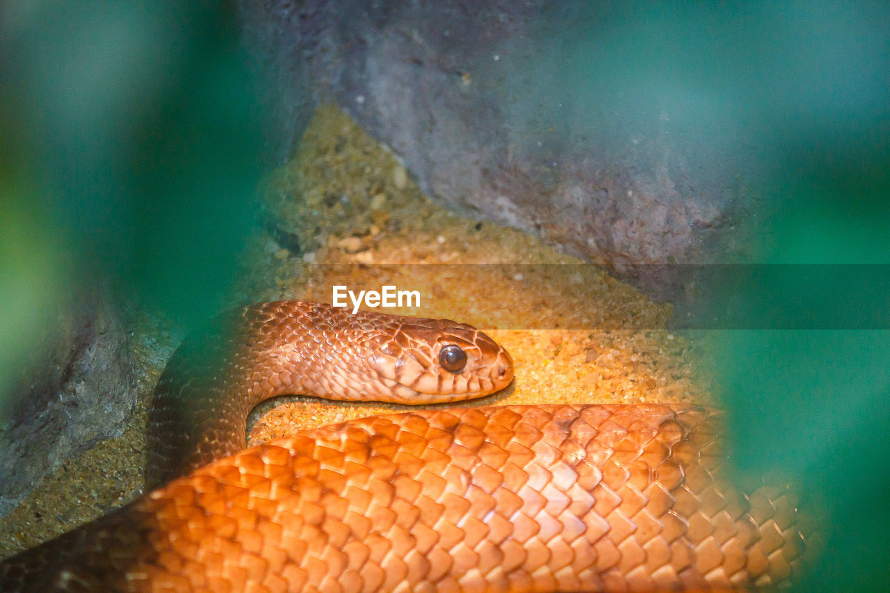 CLOSE-UP OF LIZARD ON WATER