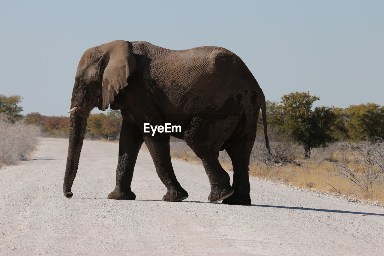 An elephant crossing a dusty road in etosha game park in namibia