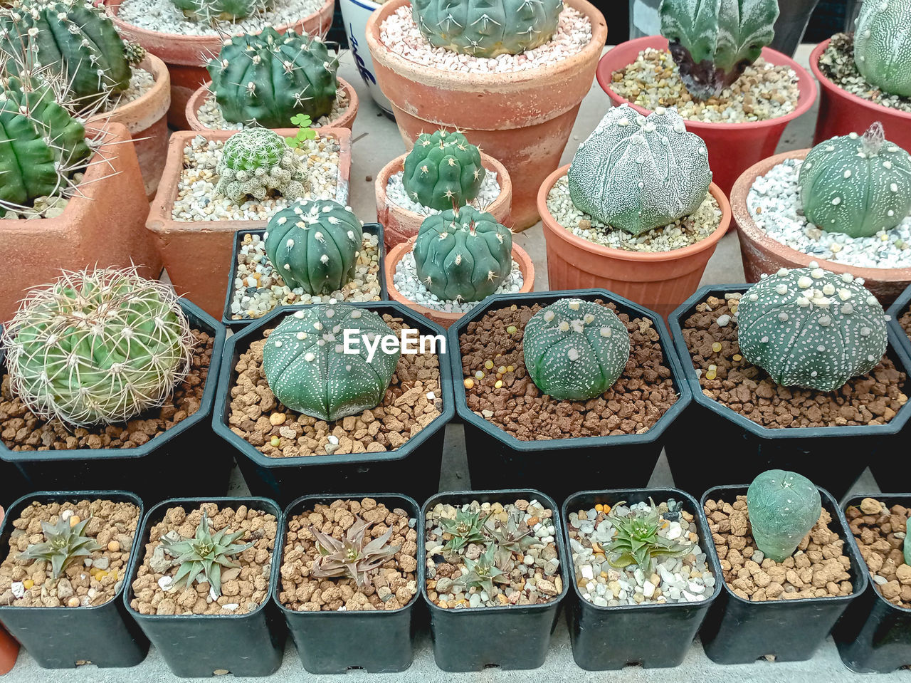 cactus, potted plant, growth, succulent plant, plant, in a row, no people, variation, side by side, arrangement, large group of objects, nature, for sale, retail, high angle view, market, abundance, botany, order, green, day, flowerpot, flower, plant nursery, beauty in nature, outdoors, business, freshness, houseplant, food and drink, food, thorn, market stall, container, repetition