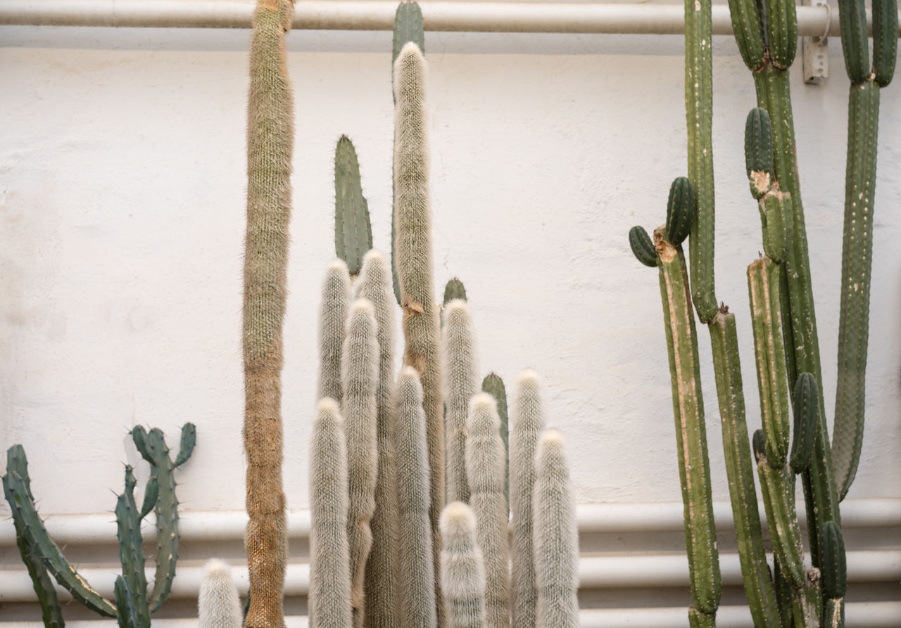 CLOSE-UP OF CACTUS AGAINST WALL