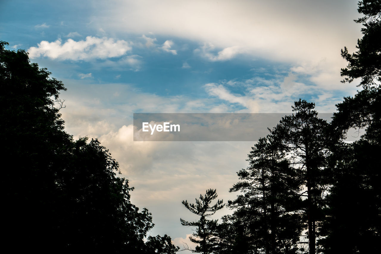 LOW ANGLE VIEW OF TREE AGAINST SKY