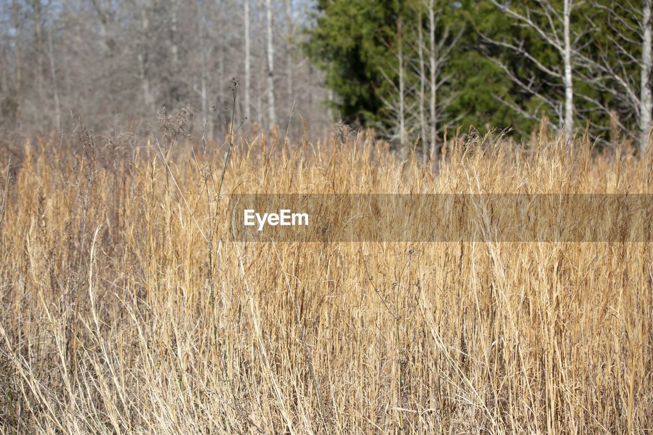 plant, grass, land, growth, tree, nature, prairie, day, tranquility, field, no people, beauty in nature, landscape, outdoors, tranquil scene, environment, scenics - nature, dry, grassland, non-urban scene, agriculture