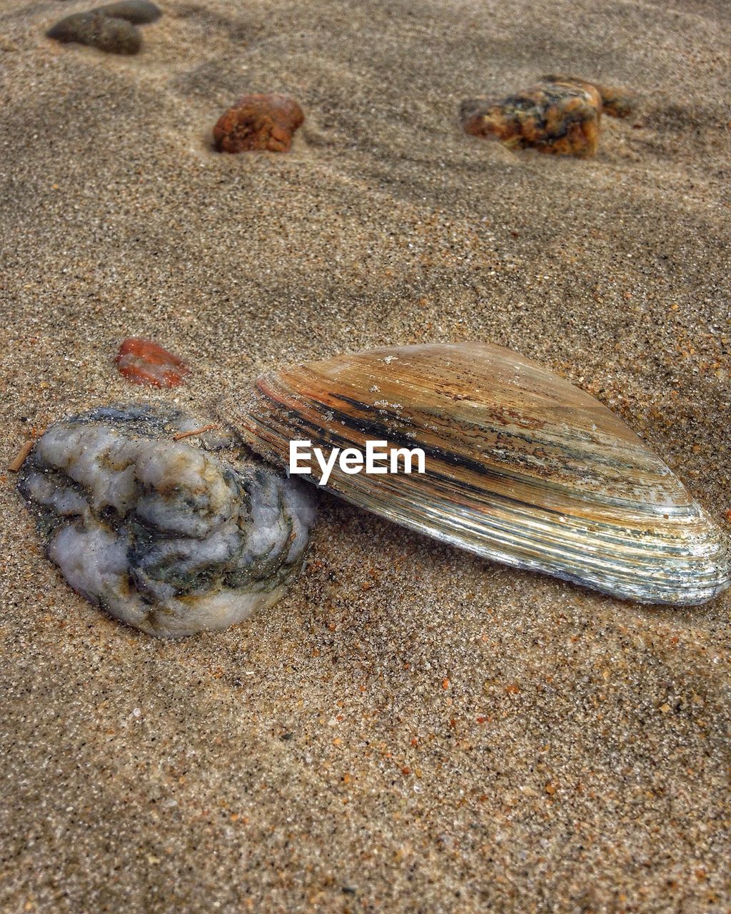 High angle view of rock and seashell on sand at beach