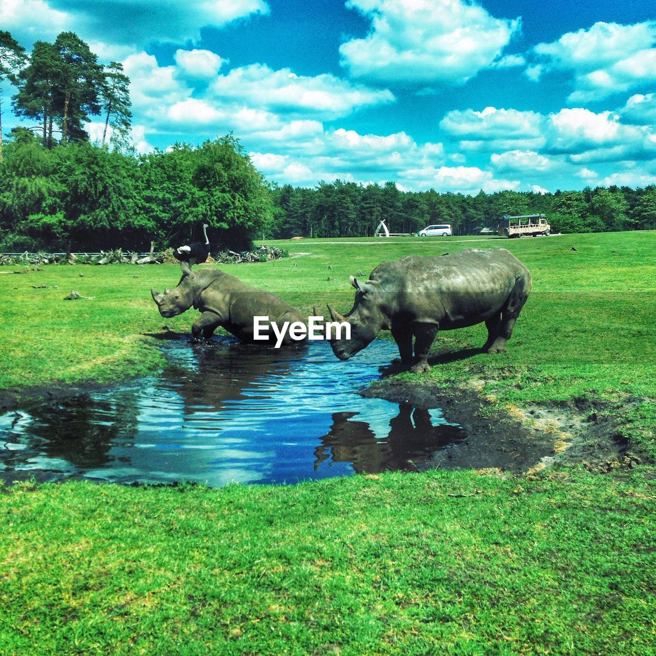 COW GRAZING ON FIELD BY TREES AGAINST SKY