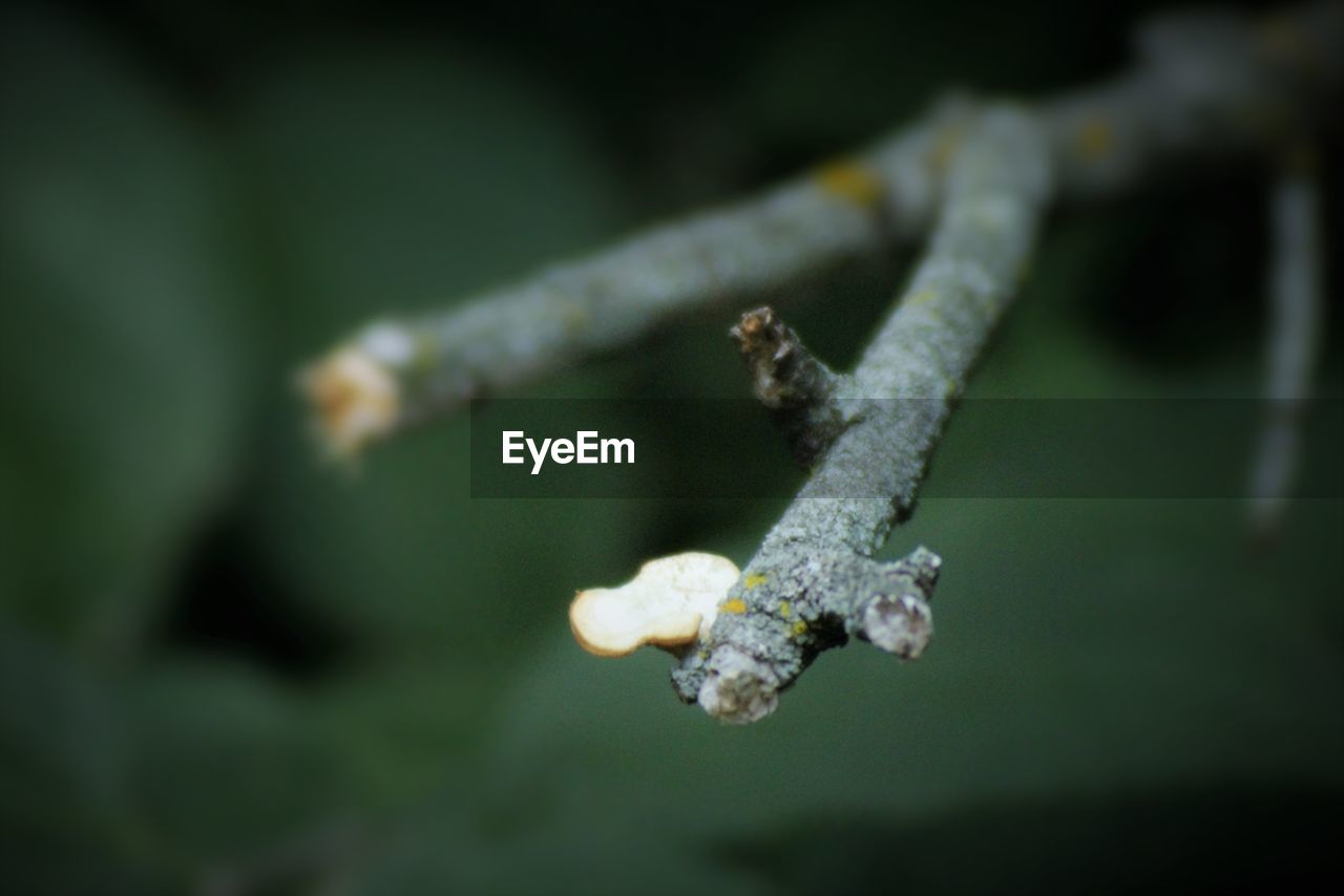 CLOSE-UP OF PLANTS