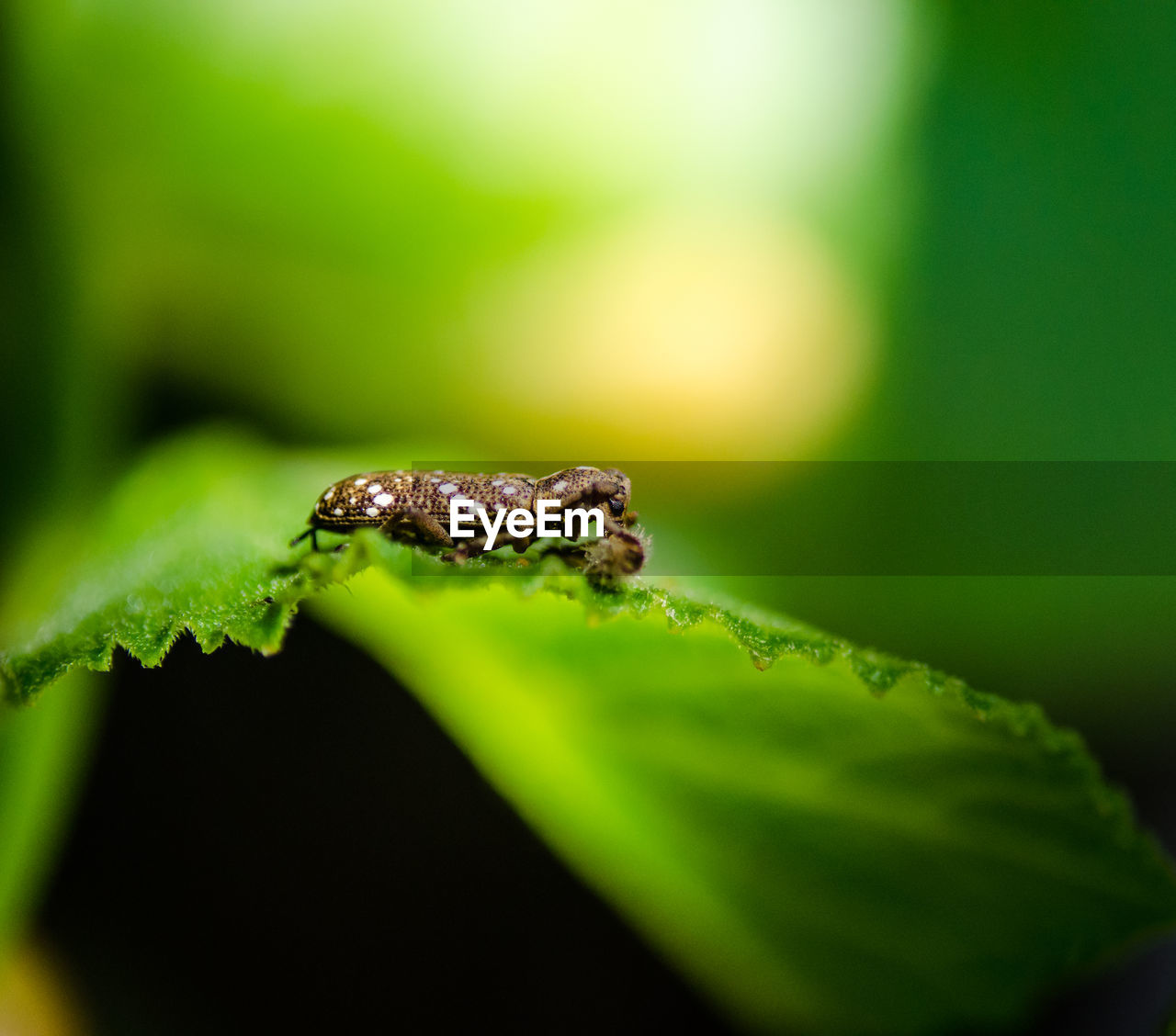 CLOSE-UP OF GRASSHOPPER ON PLANT