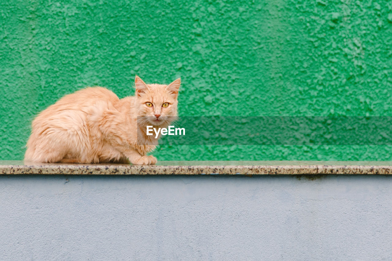 Red cat lies at the green fence. homeless cat at bright background.