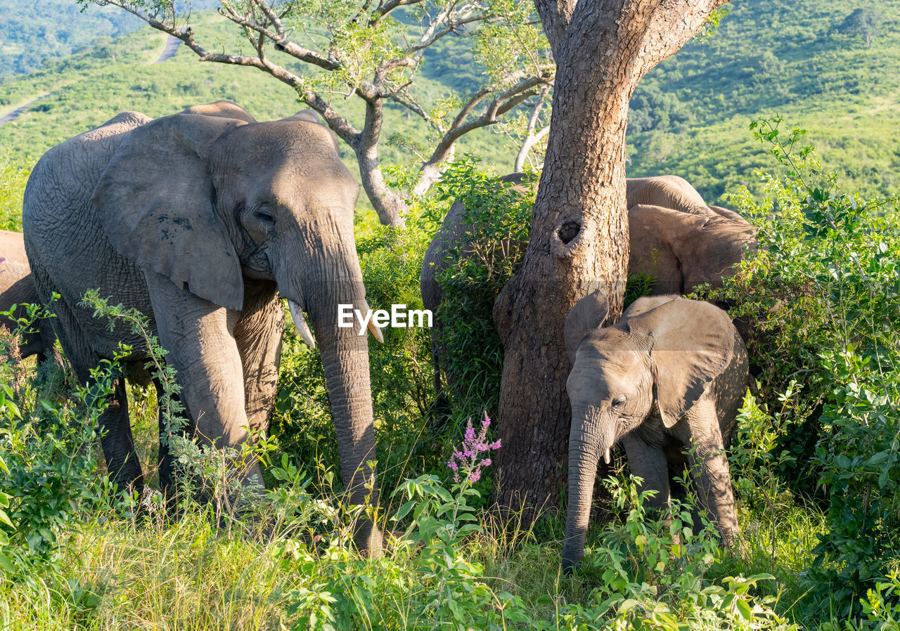 Elephant in the nature reserve hluhluwe national park south africa