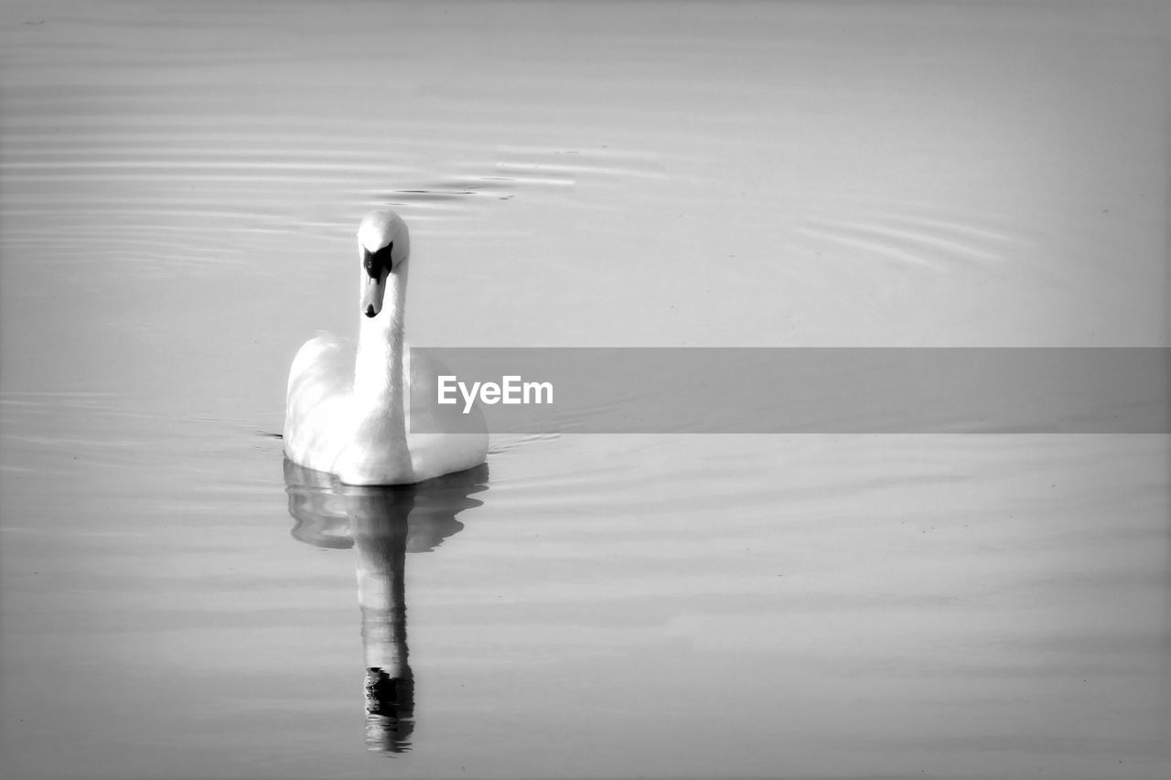 Swan swimming in lake