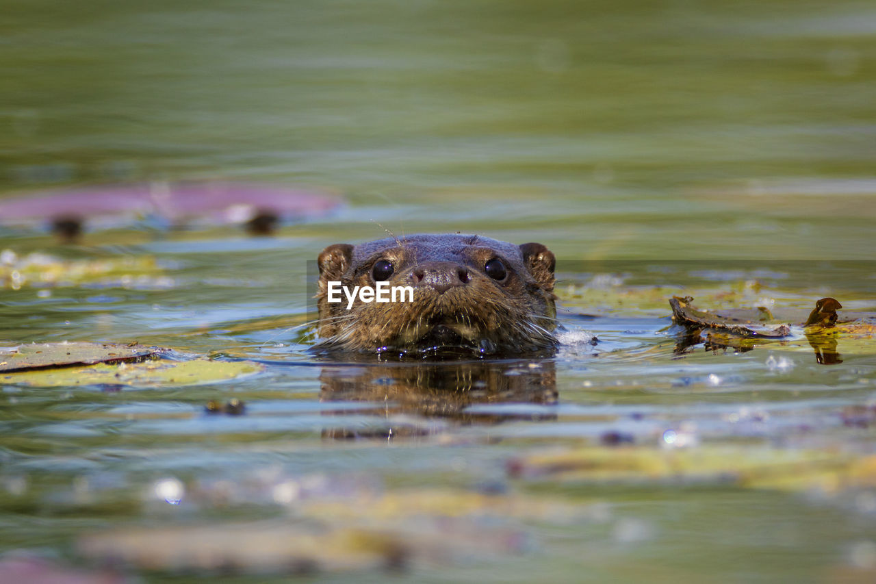 The otter swimming on the drava river